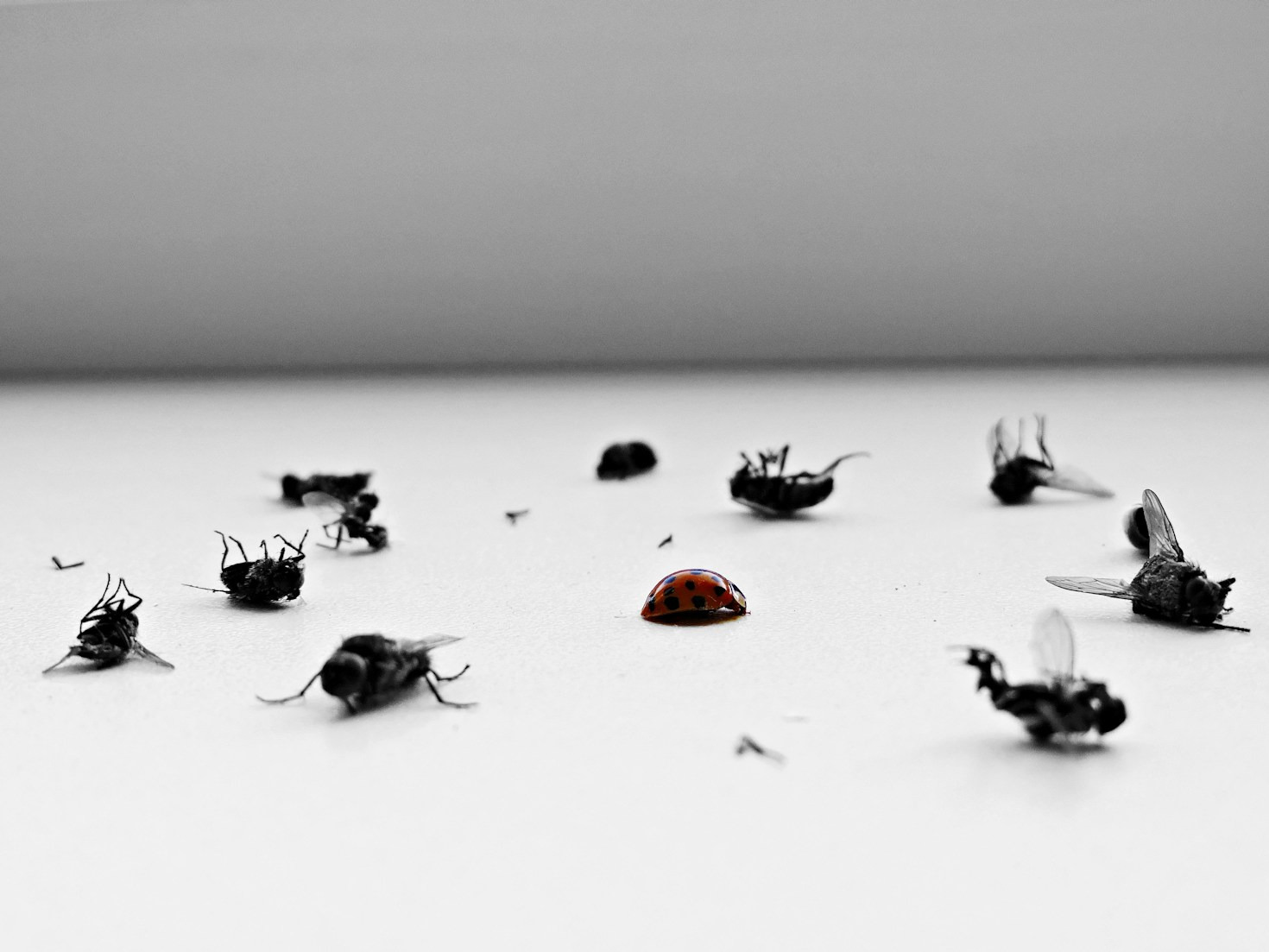 Natural Ways to Keep Mosquitoes Away